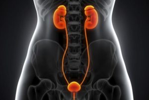 Kidneys, Ureters, Bladder and Urethra