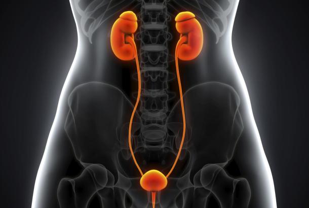 Kidneys, Ureters, Bladder and Urethra